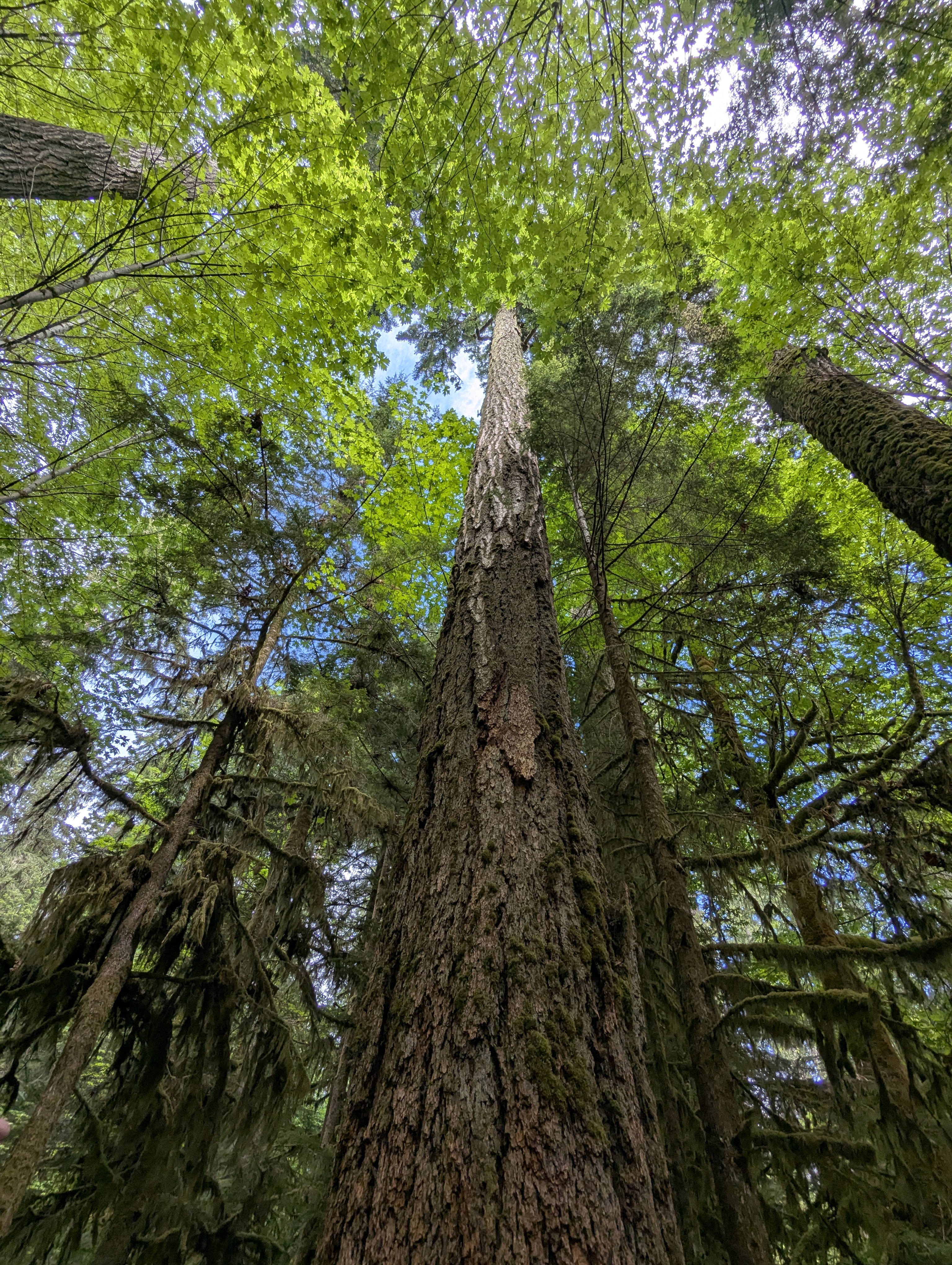 Birthday Trip to Canada, Cathedral Grove, Vancouver Island